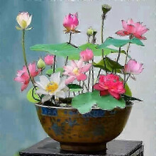 10 Pcs Mixed Color Bonsai Bowl Lotus Seeds Exotic Water Lily Flower Plant Seeds for Ornamental Pond and Home Planting Garden