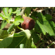 Fig Fruit Tree Ficus Brown Turkey Large 2-3ft in a 5 Litre Pot By Direct Plants