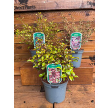 3 Mixed Large Coprosma Evergreen Shrubs in 2/3 Litre Pots By Direct Plants