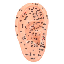 1St Human Ear Akupunktur Ohr (Schokoladenfarben)