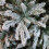7ft Lapland Spruce Christmas Tree 3