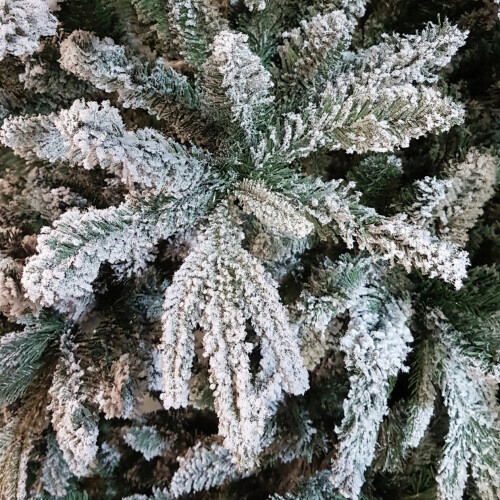 7ft Lapland Spruce Christmas Tree 2