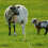 1Set Eisenpflock Für Indoor Und Outdoor Ausrüstung 4