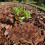 Terrarium Decoration Reptile Bark Bedding 1 Bag 11