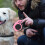 1X Hondenloopriem Uitrekbaar Roze Ergonomisch Puppy 4