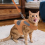 1 Set Hundegeschirr The Dog Hen Polyester 3