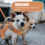1 Set Hundegeschirr The Dog Hen Polyester 5