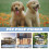 Dog Langstiel Hundehaufen Picker 9