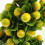 Künstlicher Fruchtbaum PP Blumen Büro Desktop 11