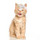 2Stk Hut Katzenkopfschmuck 10
