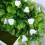 Künstliche Bonsai Pflanzen Grün 2 4
