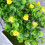 Künstliche Bonsai Pflanzen Grün 2 5