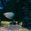 Aquarium Steine Schwarzer Kies 1 Set 4