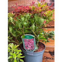 Large Pieris Mountain Fire Evergreen Garden Shrub in a 3 Litre Pot By Direct Plants