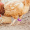 100Pcs Durable Poultry Leg Bands Plastic Numbered Foot Mark Rings 3
