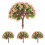 12 Bonsai Bäume Für Wohnen Desktop 1