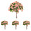 12 Bonsai Bäume Für Wohnen Desktop 3