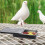 2Stück Vogeltrainingsbox Vogelfutterschieber Außenblechdose 11
