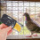 2Stück Vogeltrainingsbox Vogelfutterschieber Außenblechdose 8