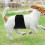 Wasserabsorbierende Hundewindel Mit Tragbarem Bauchgurt 7