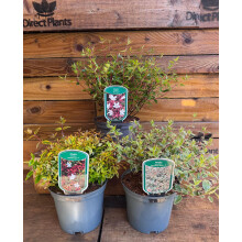 3 Mixed Large Abelia Evergreen Shrubs in 2/3 Litre Pots By Direct Plants