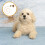Weaving Hundetraining Kette In 1 Satz Für 6