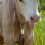 4 Bell Versieringen Koe Baby 3