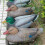 Raindrops -Attrappe Jagd EVA Jagd Multi Zufallsmodell 1Stk 7