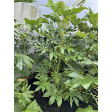 Fatsia Japonica Extra Large 3.5-4ft Evergreen Shrub in a 7.5 Litre Pot By Direct Plants