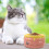 Pet Keramikschüssel Futter Schüssel Universal 5