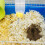 Wasserflasche Für Hamster Trinksystem Gelb 1 Satz 5
