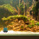 3 Aquarium Pumpe Mit Saugnapf 4