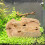 Fish Tank Rock Decoration Pine Bark Mini 15 Cm 11