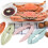 Casse-Noix Rose Lobster Robuste Pour Noix Crabes 10