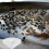 2 Futterteller Anti-Entweichen Set Langlebiger Hundenapf 4