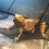 Reptiel Accessoires Baardagaat Vest Hangmat 5