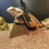 Reptiel Accessoires Baardagaat Vest Hangmat 11