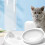 Pet Langsamfresser , Futter für Haustiere, 11