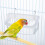Parrot Futterteller Vogelkäfig Futterbox Futterhalter Hängender Halter 9