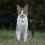 Katzenhalsband Dekorative Haustieraccessoires 1 4