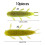 10lots Quickly Change-Green back and red b 5.5cm 10 packs 2