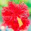 Party Cheer Pompon Anhänger Multifunktional 48 6