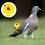 Pfeife Für Vogeltraining Vier-Ton Orange 2 4