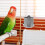 2Stk Futtertasse Für Vogelkäfig 6
