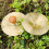 2 Kinder-Perkussionsinstrumente -Handcymbals Für Kinder 8