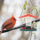 Cute Vogelfutterhaus, Sortierte , 1 Set 9