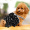 1St Pet Slip Baumwolle Zur Menstruation 10