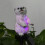 Solar Led Polar Bear Rasenleuchte Außen 6
