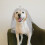 Dog Wedding Veil Tüll Design 1 10