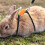 Rabbit Traction Rope Comfortable Soft Cloth For Pet Activities 11